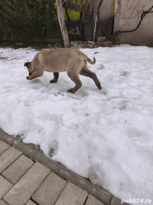 Ciobanesc belgian metis 