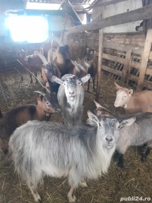 capre de vânzare  - imagine 5