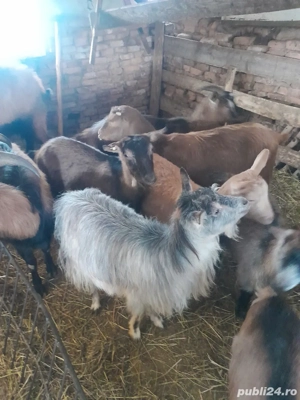 capre de vânzare  - imagine 2