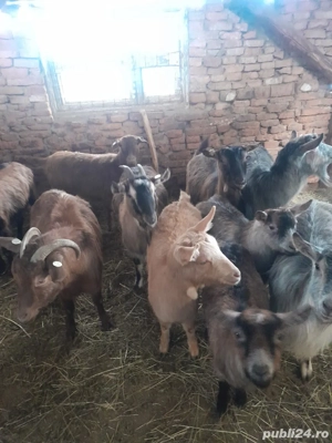 capre de vânzare  - imagine 4