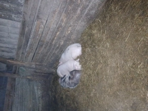 Vand sau schimb 2 șurdei cu un berbec țurcan 