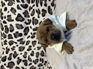 vând căței shar pei