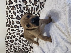 vând căței shar pei - imagine 5