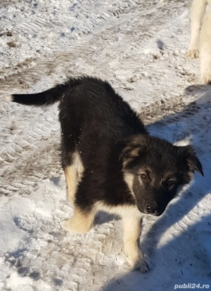 Donez cateluse de rasa metis ciobanesc - imagine 3