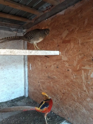 Pereche fazani diamant