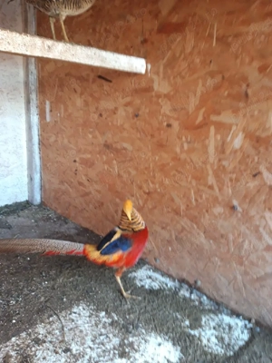 Pereche fazani diamant - imagine 2