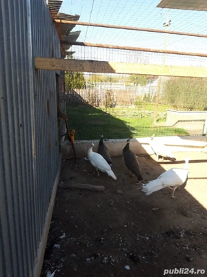 Păunițe de rasă comună - imagine 2