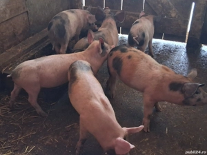 vând 6 purcei de 10 săptămâni 