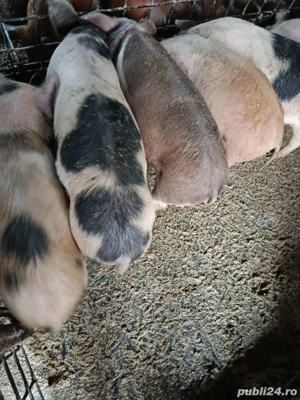 purcei de vînzare  - imagine 2