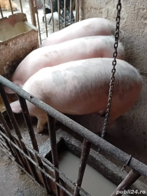 Porci marele alb si pic, 60-110 kg - imagine 2