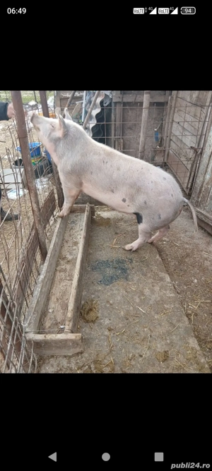 3 scrofițe de prăsilă sau tăiat 