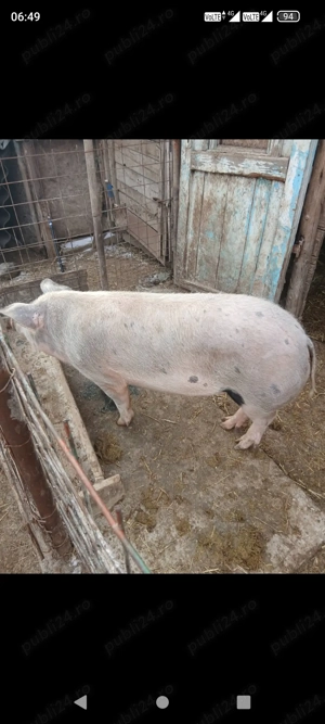 A mai rămas o scrofiță de prăsilă sau tăiat  - imagine 2