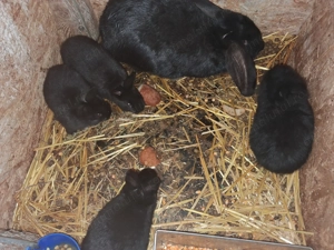 Berbec german cu puii 