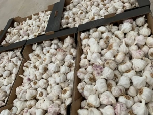 Usturoi Premium import Spania 