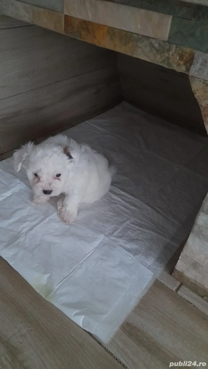 Cățel Shih-tzu de vânzare  - imagine 2