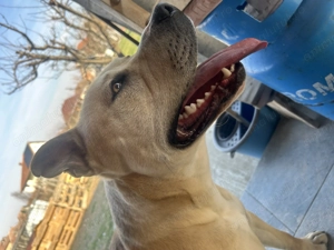 Urmeaza pui metis de tip amstaff! - imagine 2