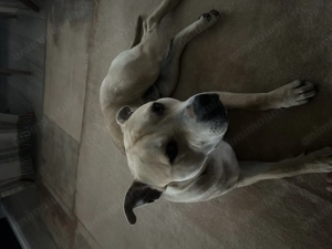 Urmeaza pui metis de tip amstaff! - imagine 3