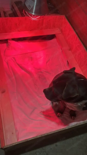 Urmeaza pui metis de tip amstaff! - imagine 4