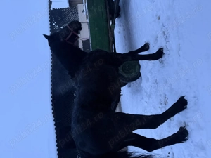 Iapă de 7 anii de vânzare 