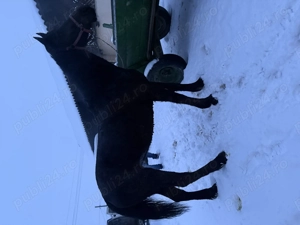 Iapă de 7 anii de vânzare  - imagine 2