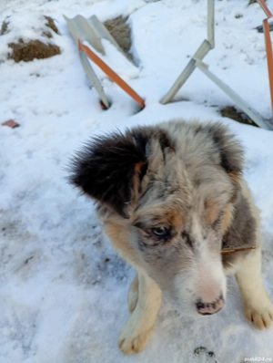 Femelă Border Collie  - imagine 3