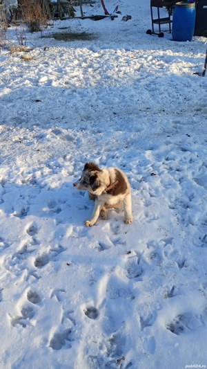 Femelă Border Collie  - imagine 4