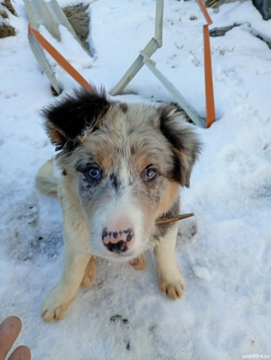 Femelă Border Collie  - imagine 2