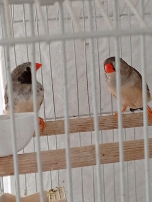 Zebre australiene  cu colivie 