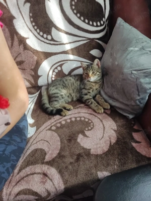 se doneaza - imagine 3