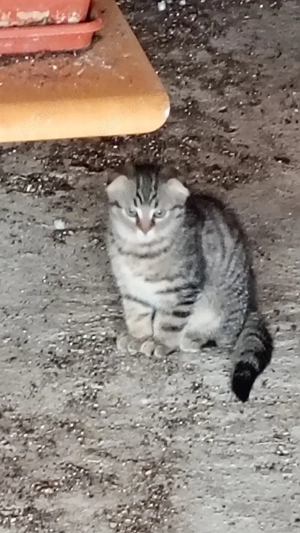 scottis fold - imagine 3