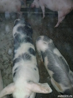 De vânzare porci  - imagine 3