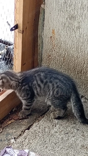 scottis fold - imagine 2