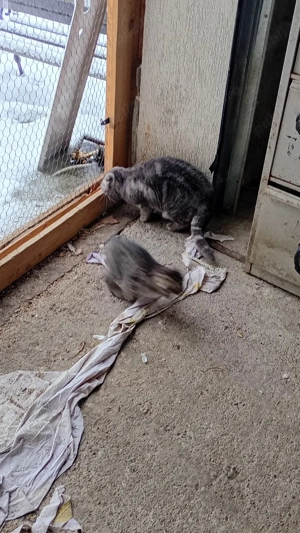 scottis fold - imagine 4