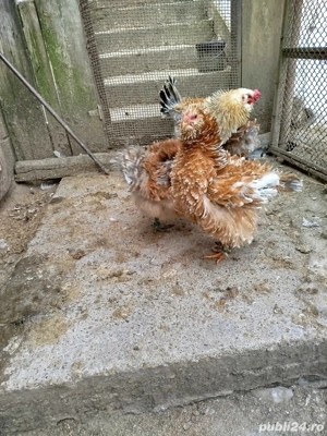 Vând găini frizate  - imagine 4