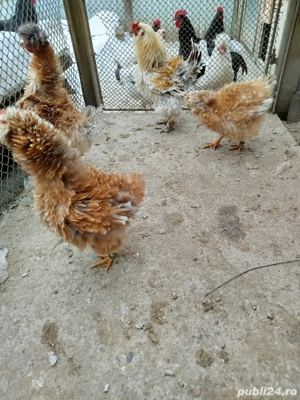 Vând găini frizate  - imagine 3