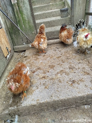 Vând găini frizate  - imagine 5