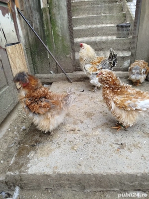 Vând găini frizate 