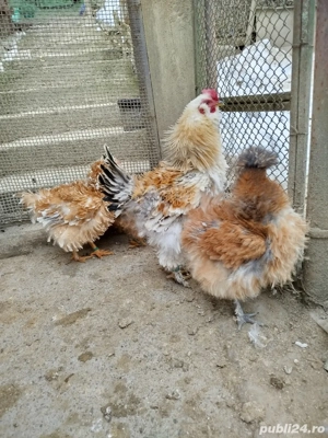 Vând găini frizate  - imagine 2