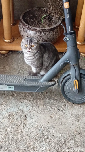 vînd femelă scottis fold