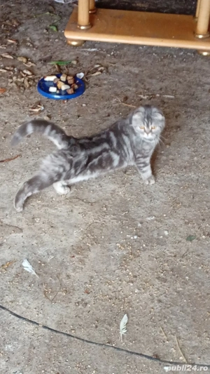 vînd femelă scottis fold - imagine 3