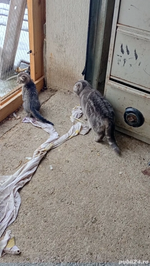 vînd femelă scottis fold - imagine 4