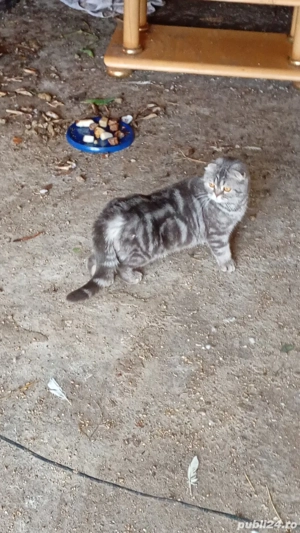 vînd femelă scottis fold - imagine 1