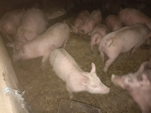 Purcei de vânzare 420 lei bucata relații la telefon  . - imagine 4