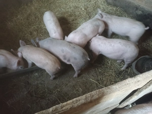 Purcei de vânzare 420 lei bucata relații la telefon  . - imagine 3