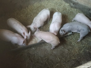 Purcei de vânzare 420 lei bucata relații la telefon  .