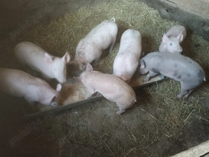 Purcei de vânzare 420 lei bucata relații la telefon  . - imagine 2