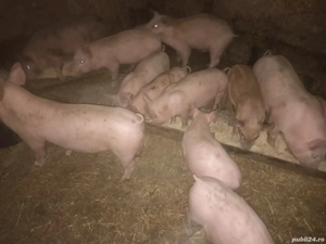 Purcei de vânzare 420 lei bucata relații la telefon  . - imagine 5