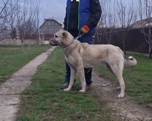 Femelă Kangal