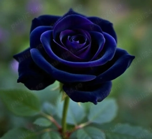 Angajez animatoare pentru night 