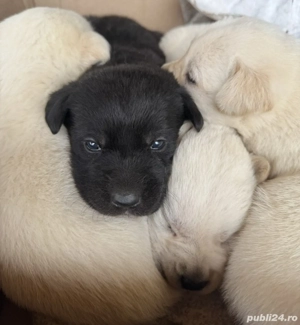 Puiuti de labrador - imagine 2